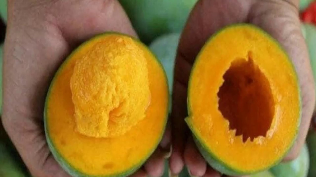 Jenis Mangga Populer Di Indonesia